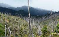 Burnt rainforest, Dokfuma grasslands, Star Mountains, Papua New Guinea.