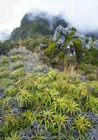 Alpine ferns, Mt Capella, Star Mountains, Papua New Guinea.