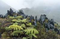 Limestone lapies karst pinnacles, Mt Capella, Star Mountains, Papua New Guinea.