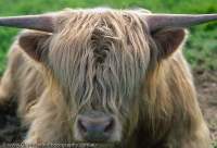 UNITED KINGDOM, Scotland, Highland. Highland Cow.