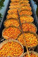Tomatoes en route to market, Inle Lake
