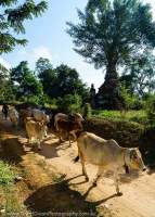 Livestock being driven along country road on outskirts of Hsipaw, northern Shan Highlands.