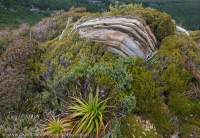 Wind-pruned vegetation, Southern Range, Southwest National Park, Tasmanian Wilderness World Heritage Area