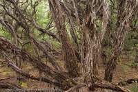 AUSTRALIA, Tasmania, Southwest National Park, World Heritage Area. Woolly Teatree (Leptospermum lanigerum) in coastal forest on old dunes, southwest coast.