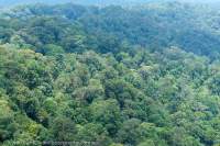 Tropical rainforest canopy, Lambir Hills National Park, Sarawak, Malaysia.