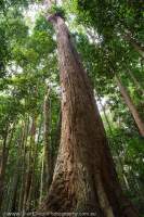 Tropical rainforest tree, Lambir Hills National Park, Sarawak, Malaysia.