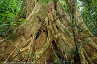 Strangler Fig tree in tropical rainforest tree, Mulu National Park, World Heritage Area, Sarawak.