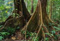 Buttress roots of tropical rainforest tree, Mulu National Park, World Heritage Area, Sarawak.