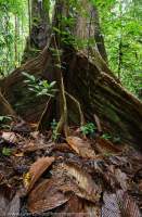 Buttress roots of tropical rainforest tree, Mulu National Park, World Heritage Area, Sarawak.