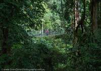 Tropical rainforest Canopy Walkway, Mulu National Park, World Heritage Area, Sarawak.