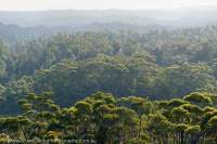 Forest ridges, Tarkine region