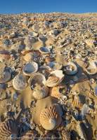 Shells in eroding Aboriginal midden, Tarkine region.
