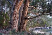 Coastal forest, Port Arthur, Tasman Peninsula, Tasmania, Australia.