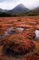 ARGENTINA, Tierra del Fuego, Ushuaia. Turbale (sphagnum bog) in autumn, Valle Andorra.