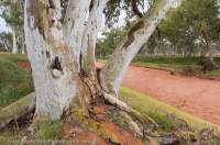 Redgum, Walker Creek, Urrampinyi Iltjiltjarri Aboriginal land trust area, Northern Territory, Australia