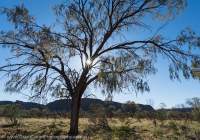 Desert Oak, Walker Creek, Urrampinyi Iltjiltjarri Aboriginal land trust area, Northern Territory, Australia