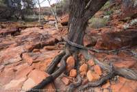 Parkes Creek tributary, Urrampinyi Iltjiltjarri Aboriginal land trust area, Northern Territory, Australia
