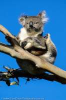 AUSTRALIA, Victoria. Koala, Cape Otway, Great Otway National Park, Great Ocean Road.