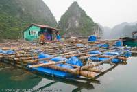 VIETNAM, Northeast, Halong Bay. Floating abalone and oyster farm.