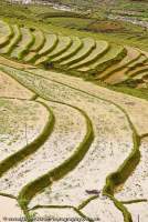 VIETNAM, Northwest Highlands, Sapa. Terraced rice fields in Ta Van valley, below Sapa.