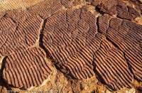 Ancient ripples in sandstone, Watarrka National Park (Kings Canyon), Northern Territory, Australia