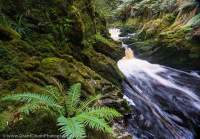Bird River, Tasmanian Wilderness World Heritage Area