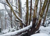Winter snow on kunanyi/Mt Wellington, Hobart, Tasmania