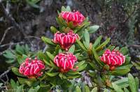 Tasmanian Waratah in flower, kunanyi / Mt Wellington, Tasmania