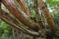 Huon pine, Spero River, Spero-Wanderer area, western Tasmania