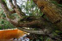 Huon pine, Spero River, Spero-Wanderer area, western Tasmania
