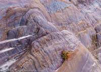 Samphire on thinly-bedded volcano-sedimentary rock, Sassy Creek area, Spero-Wanderer region.