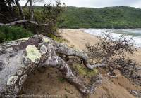 Lichens on fallen Banksia, Christmas Cove, Spero-Wanderer region.