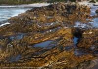 Folded rock detail, Nye Bay, Southwest National Park, Tasmanian Wilderness World Heritage Area