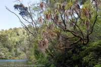 Wanderer River, Spero-Wanderer region, Southwest Conservation Area, Tasmania