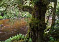 Huon pine, Wilson River, Tarkine region, Tasmania