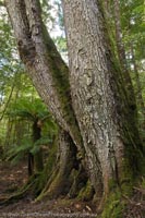 AUSTRALIA, Tasmania, Weld Valley. Trunk of Myrtle (Southern Beech) in temperate rainforest.