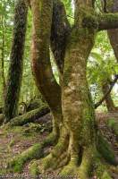 AUSTRALIA, Tasmania, Weld Valley. Sassafrass trunks and roots in temperate rainforest.