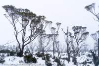 Walls of Jerusalem, Tasmanian Wilderness World Heritage Area.