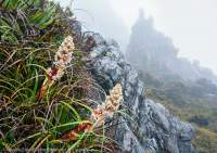 Richea alpina, Eastern Arthur Range, Southwest National Park, Tasmanian Wilderness World Heritage Area.