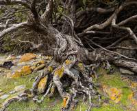 Gnarled coastal shrub, Southwest National Park, Tasmanian Wilderness World Heritage Area