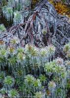 Ice-encrusted scoparia, Anne Range, Southwest National Park, Tasmanian Wilderness World Heritage Area.