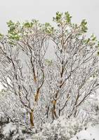 Ice-encrusted Varnished Gum (Eucalyptus vernicosa) shrub, Frenchmans Cap, Franklin - Gordon Wild Rivers National Park, Tasmanian Wilderness World Heritage Area.
