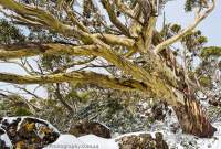 Snowgum, Mt Field National Park, Tasmanian Wilderness World Heritage Area.