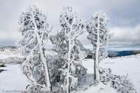  Ice-encrusted Pencil pines, Mt Field National Park, Tasmanian Wilderness World Heritage Area.