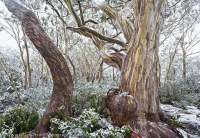 Hugel Range, Cradle Mountain - Lk St Clair National Park, Tasmanian Wilderness World Heritage Area.