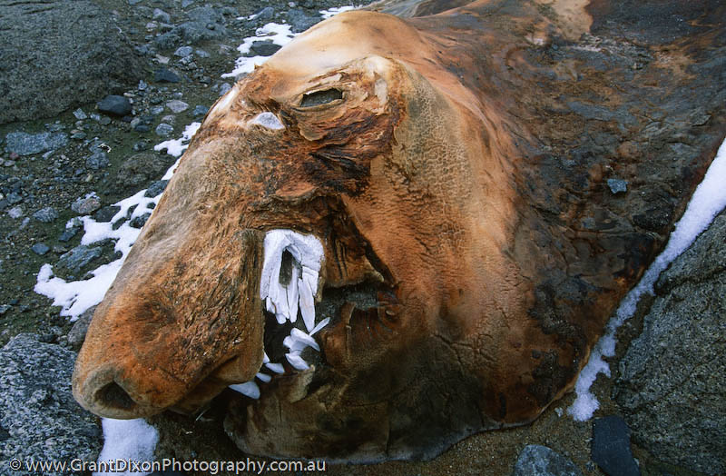 image of Dried Elephant seal