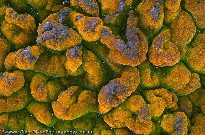 image of Antarctic moss