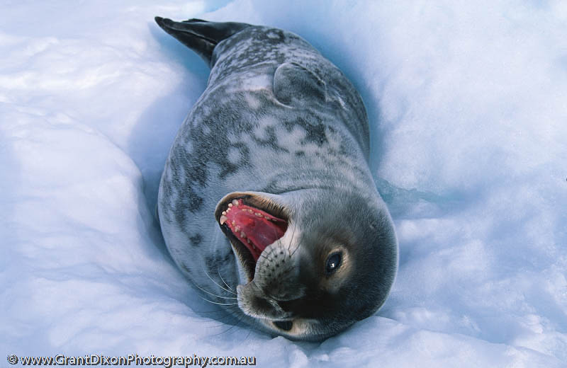 image of Weddell seal pup 2