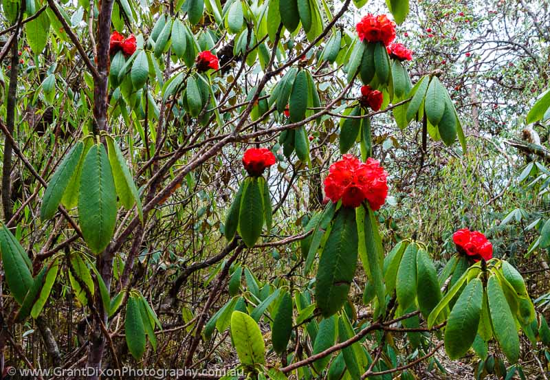 image of Rhododendron flowers 2