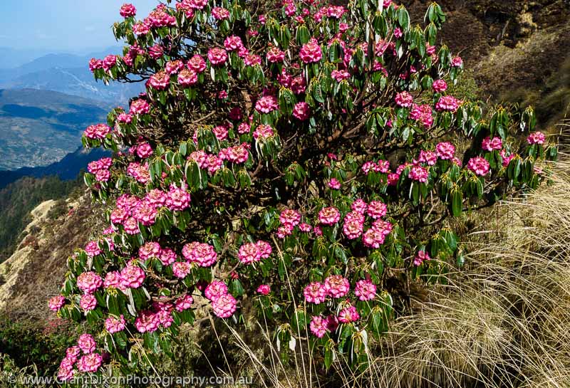 image of Rhododendron flowers 3